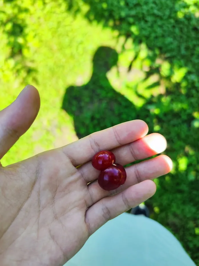 cherry1